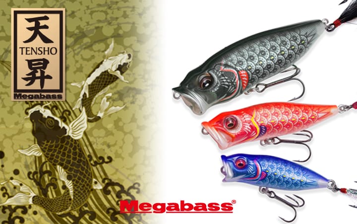 鯉のぼりカラー2026「天昇」